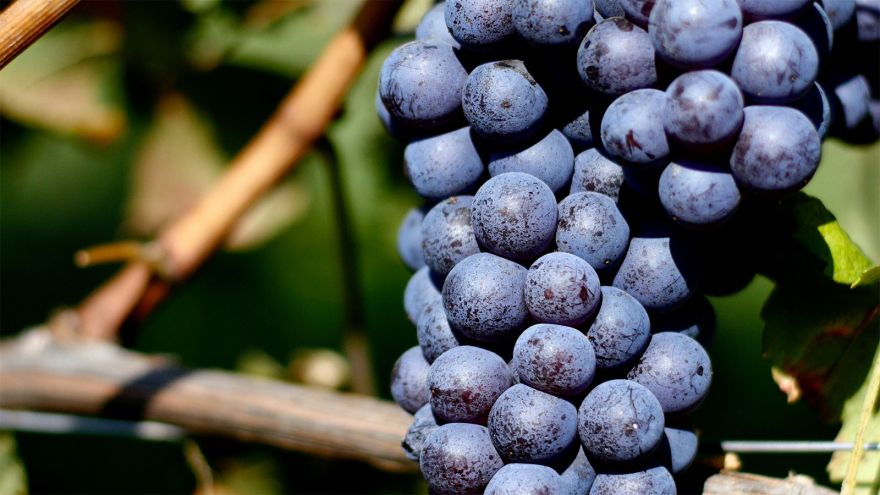 A bunch of ripe grapes | Courtesy of Michele Chiarlo