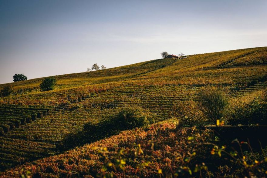  Ceretta vineyard in fall | Azelia