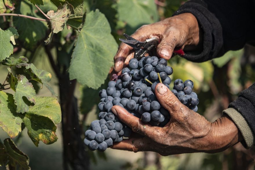 Barolo dell'Associazione Deditus