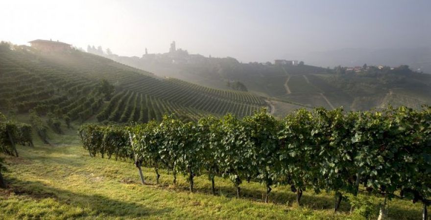 Nebbiolo vineyards in the Langhe